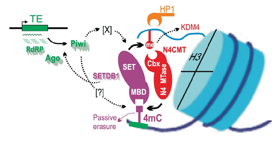 A hypothetical model of the self-reinforcing regulatory loop based on the ability of N4CMT and SETDB1 to cross-recognize methyl marks on histones (circle) and DNA (square), respectively. ...Components involved in other types of histone/DNA modifications are not shown for simplicity.