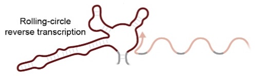 The resulting DNA encodes a transcript whose translation causes potent growth arrest.