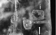 250 Million-year-old bacteria have been revived