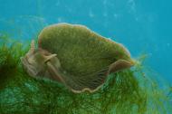 Sea slug