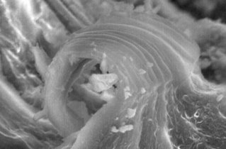 microfossil in Murchison meteorite