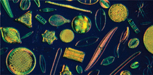 diatoms