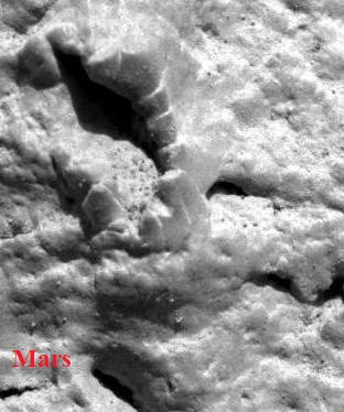 Fossil on Mars