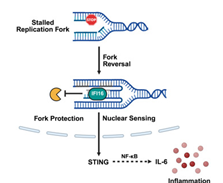 protection of a stalled replication fork