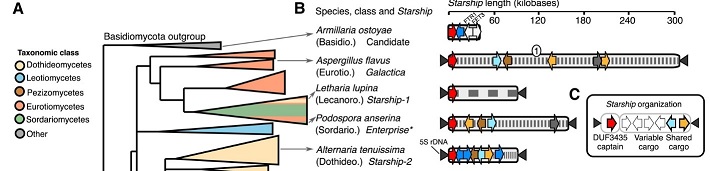 Srarship phylogeny / click to expand / close to return