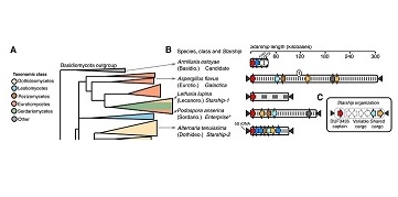 Starships transfer genes in yeast