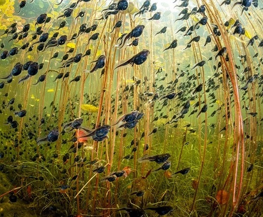 (Tadpoles) The Swarm of Life by Shane Gross, Natural History Museum Wildlife Photographer of 2024