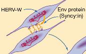 Another gene installed by a virus appears to serve an important human function