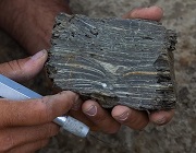 Tanis fossil