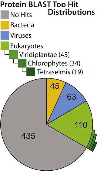A newly sequenced giant marine virus