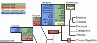 ...a large percentage of the metazoan and embryophyte regulatory toolkits were already in place before their origin and divergence