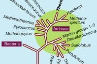 Entire genetic regions appear to have been transferred between species