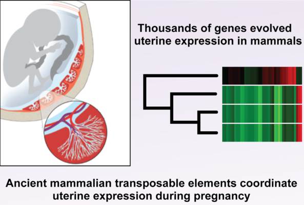 thousands of genes evolved uterine expression