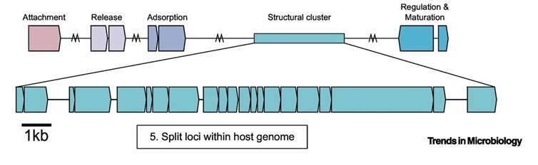 GTAs are intricately regulated domesticated viruses that package host DNA into virus-like capsids and transfer this DNA throughout the bacterial community.