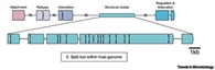 GTAs are intricately regulated domesticated viruses that package host DNA into virus-like capsids and transfer this DNA throughout the bacterial community.