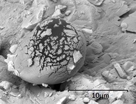 fossil in Tissint meteorite