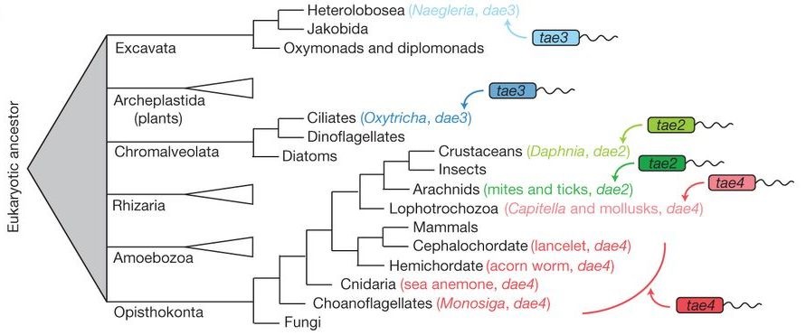 Recurrent horizontal gene transfer of tae genes into diverse eukaryotic lineages