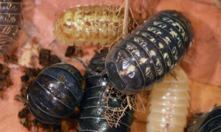 Transformed pillbugs