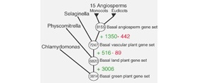 The evolutionary transition from single-celled green algae to multicellular land plants required the acquisition of 3006 genes.