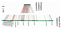 many Trichoplax genes ...code for complex features that Trichoplax itself does not have