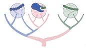 Two domains or three?