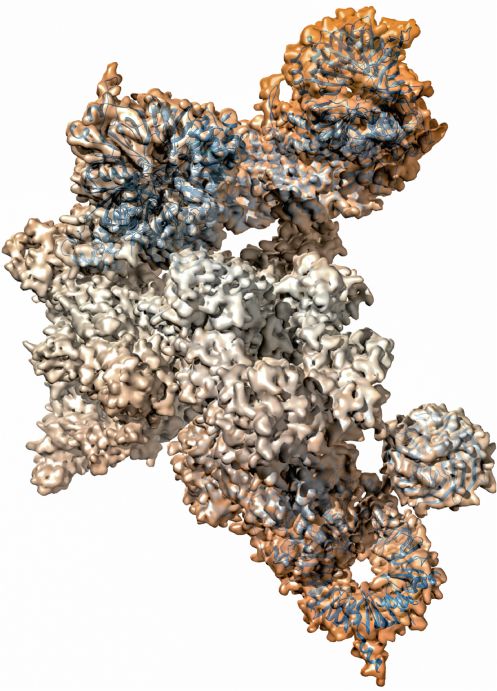 molecular components of the U4/U6.U5 triple small nuclear ribonucleoprotein complex