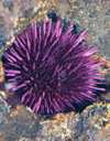 sea urchin