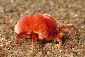 Velvet mite