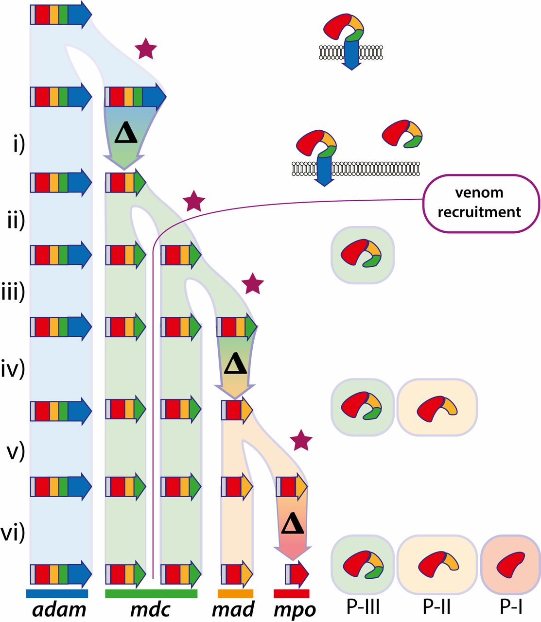 Likely phylogeny of snake-venom genes