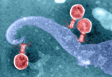viruses attacking a cell