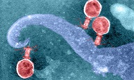CRISPR tools found in thousands of viruses...