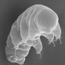 Waterbear