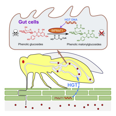 Whitefly hijacks a plant gene