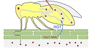 Whitefly hijacks plant gene