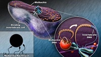 Widespread Lateral Gene Transfer from Intracellular Bacteria to Multicellular Eukaryotes