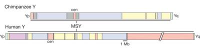 Chimp and human Y chromosomes