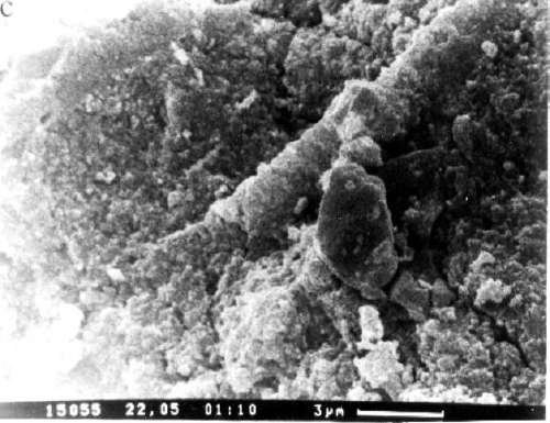 microfossil in Murchison meteorite